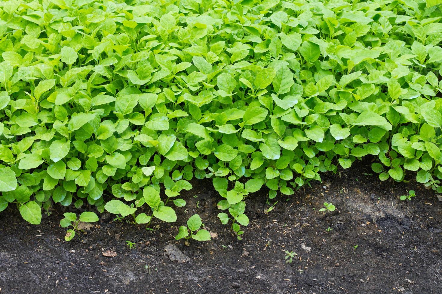 raccolto a foglia verde foto