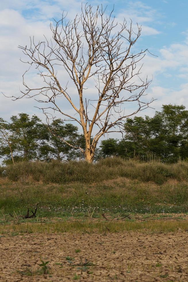 albero secco con terreno screpolato. foto