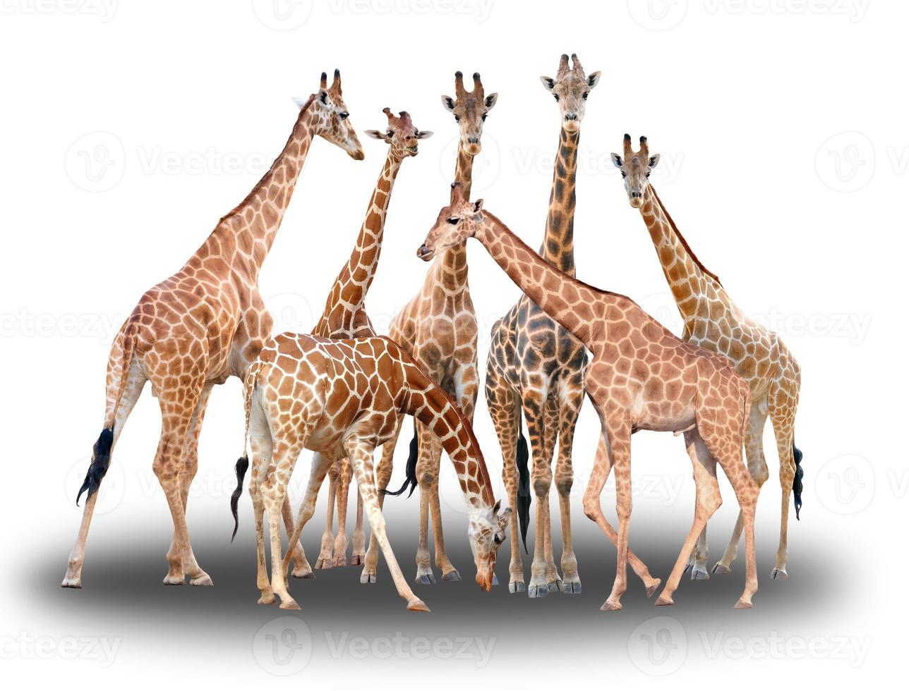 gruppo di giraffe isolato foto