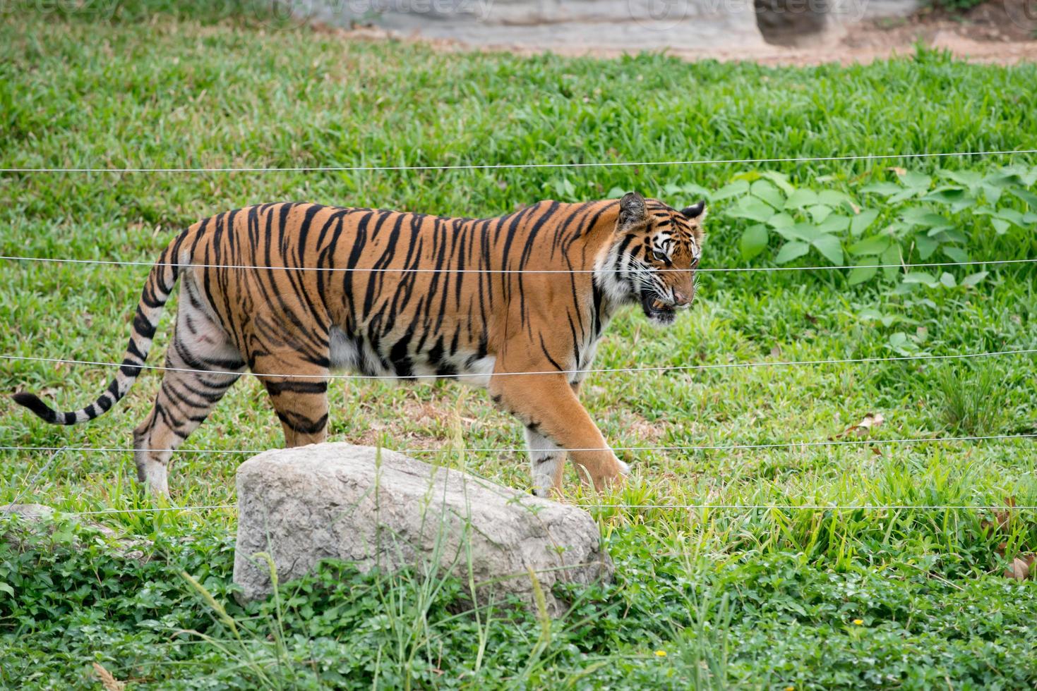 tigre del Bengala che cammina vicino al cavo elettrico foto