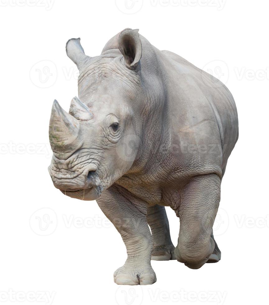 rinoceronte bianco isolato foto