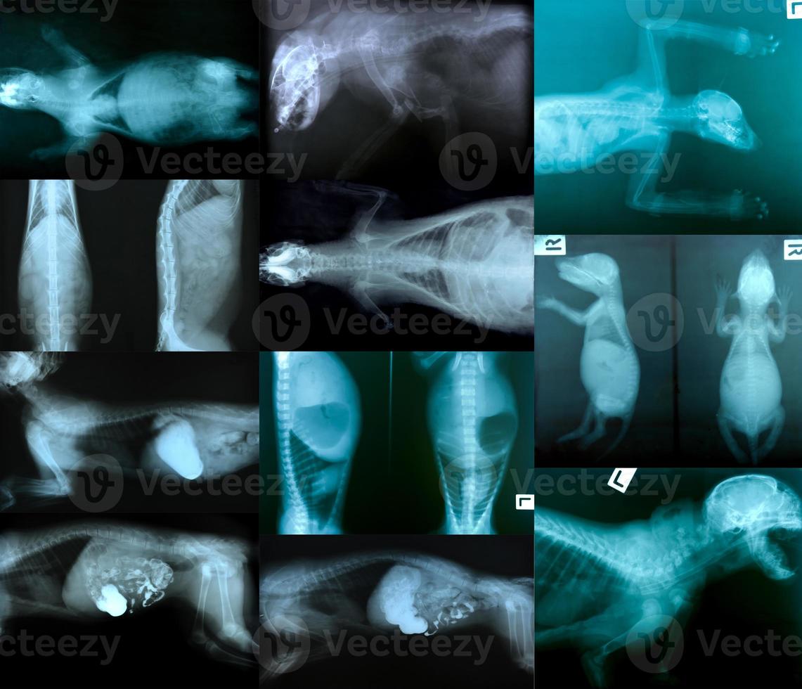 immagine a raggi x di scheletro animale foto