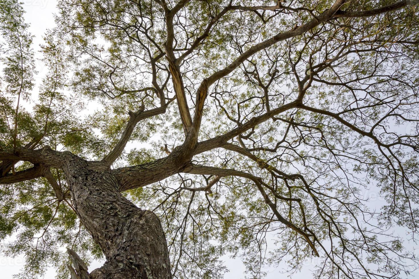 vista dal basso al ramo di un albero enorme nella foresta della giungla. guarda sotto l'albero. ambiente e sfondo della natura foto