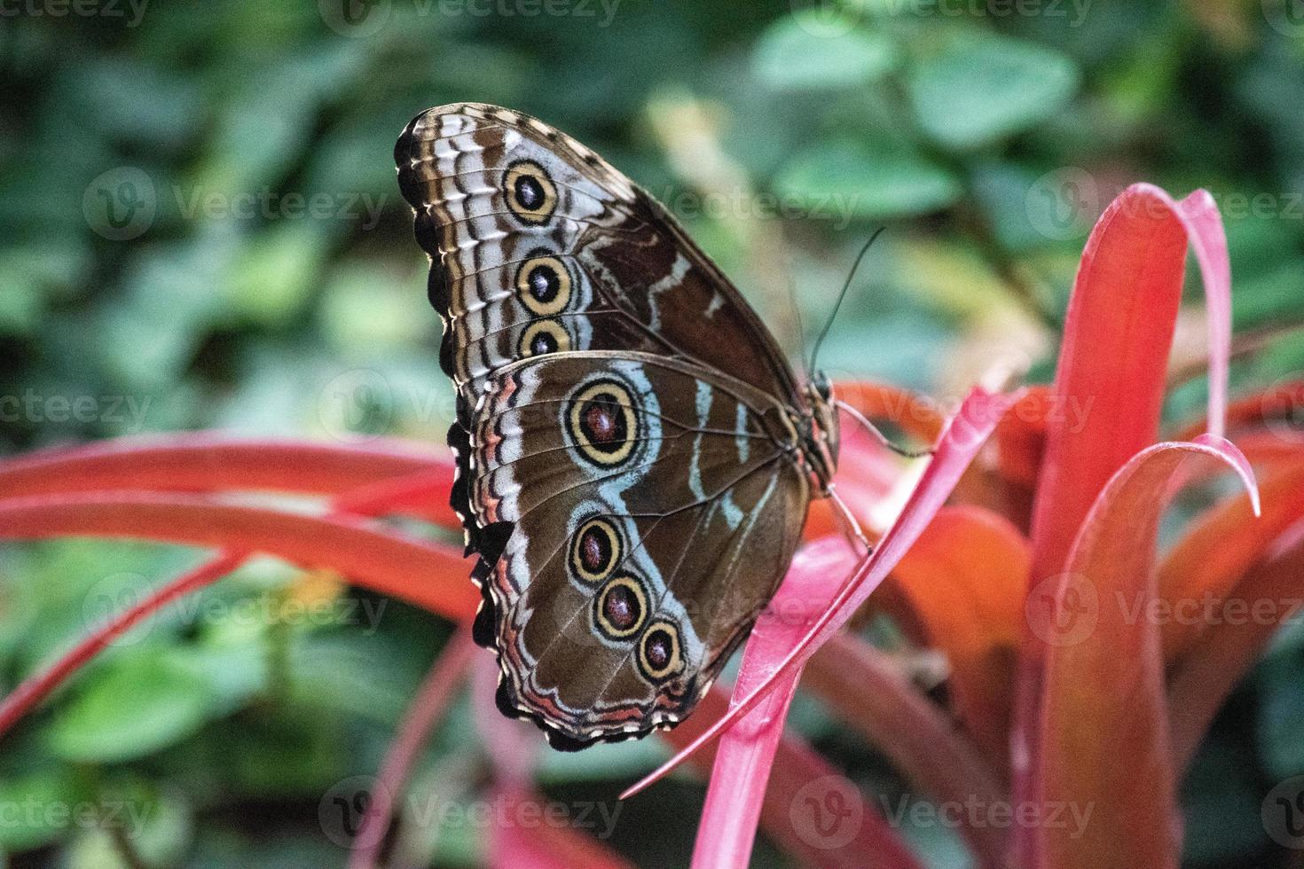 morpho peleides, il peleides blue morpho, comune morpho o l'imperatore è una farfalla tropicale iridescente che si trova in messico, america centrale, sud america settentrionale, paraguay e trinidad. foto