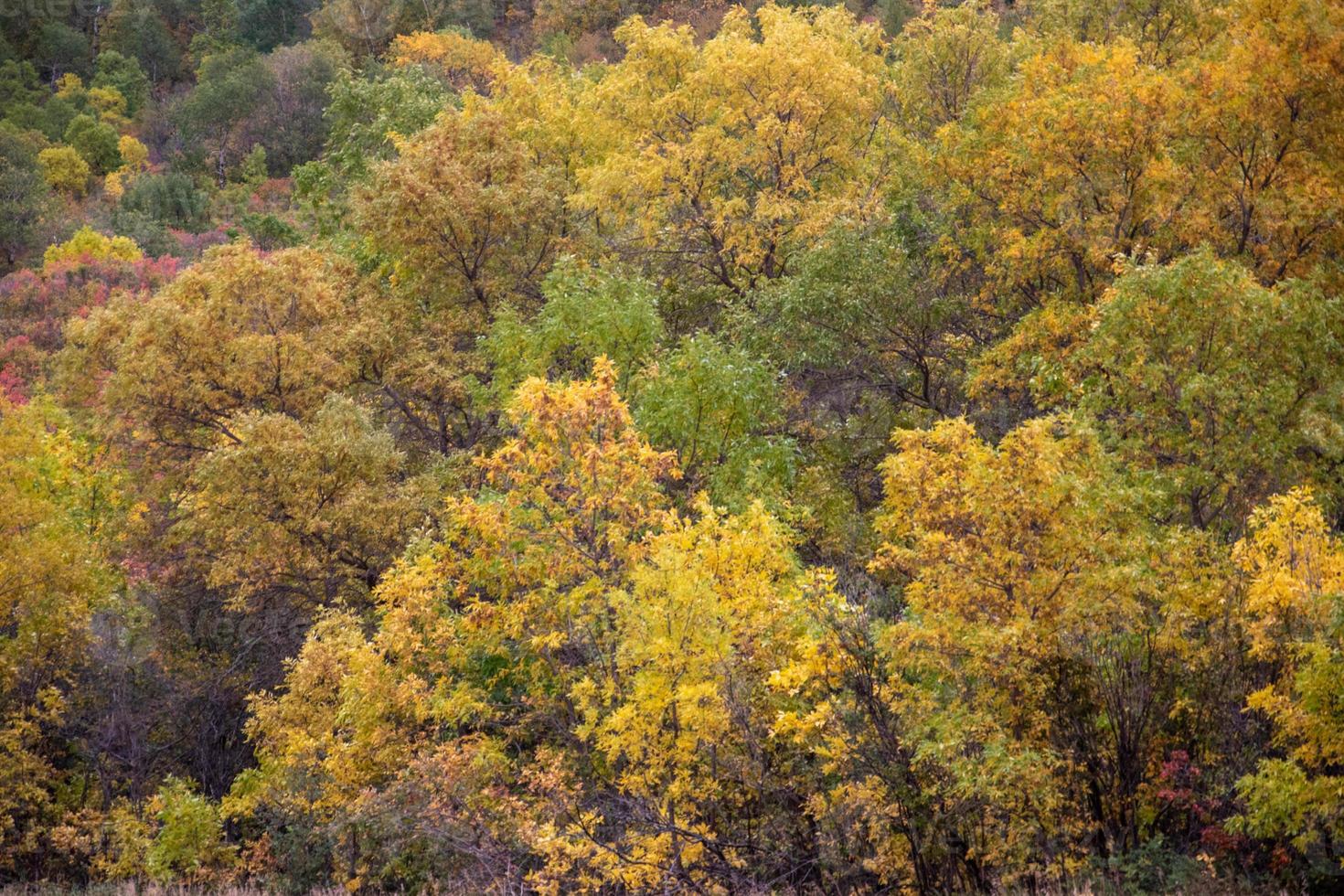 gruppo di alberi che si colorano in autunno. foto