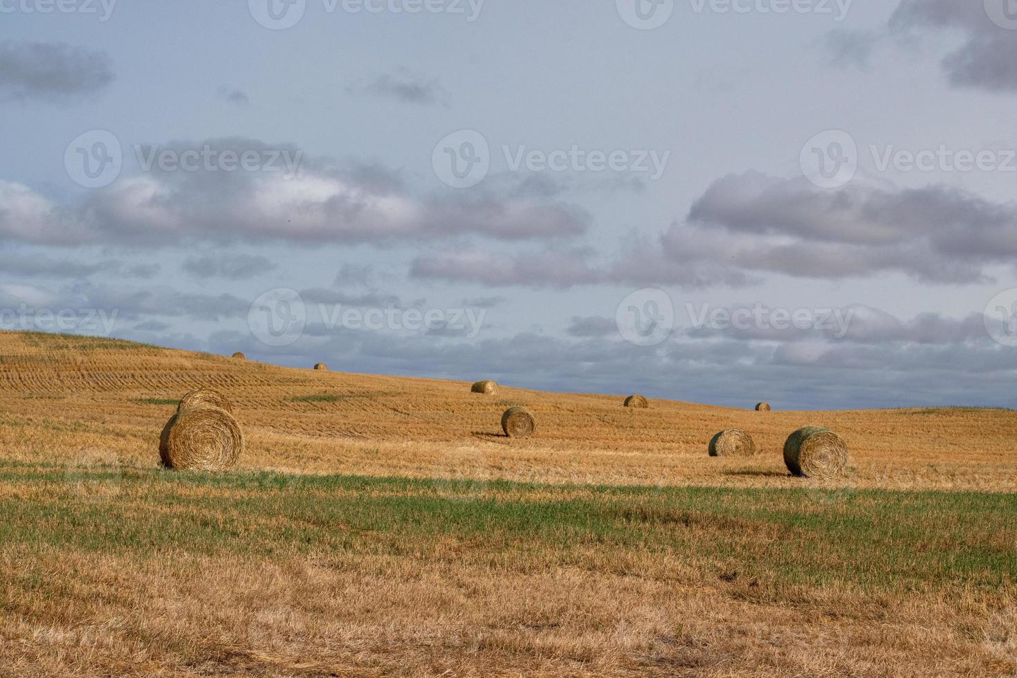 balle di fieno dopo il raccolto autunnale nelle praterie canadesi. foto