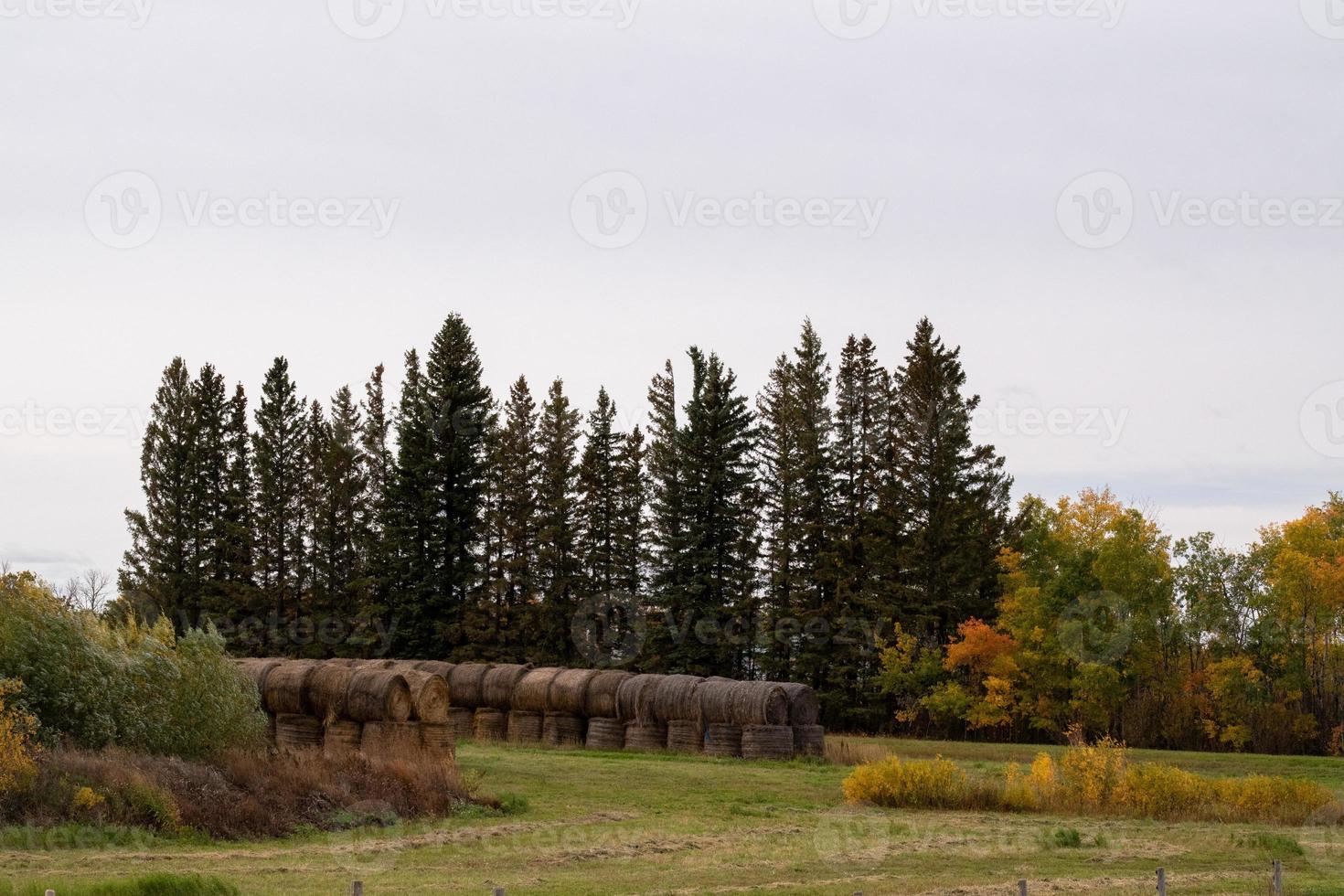 balle di fieno dopo il raccolto autunnale nelle praterie canadesi. foto