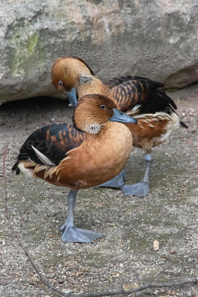 fulvous whistling-anatra, dendrocygna bicolor. ricca anatra color caramello con collo e gambe lunghi. cerca gambe e becco grigio-blu e strisce bianche sui lati. foto