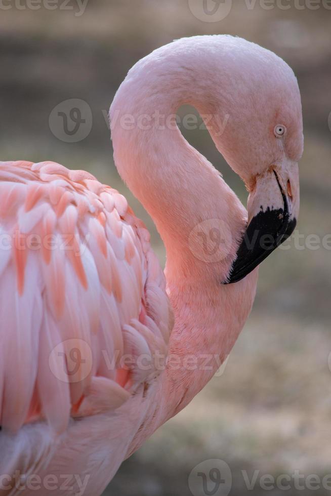 il fenicottero cileno, phoenicopterus chilensis foto