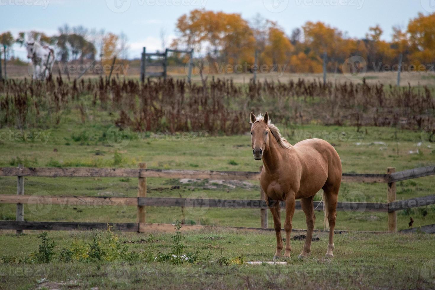cavallo al pascolo nelle zone rurali del saskatchewan, in canada foto