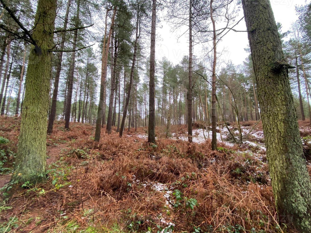 una vista della foresta delamere nel cheshire in inverno foto