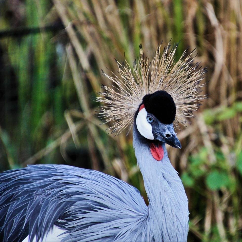 un primo piano di una gru coronata foto