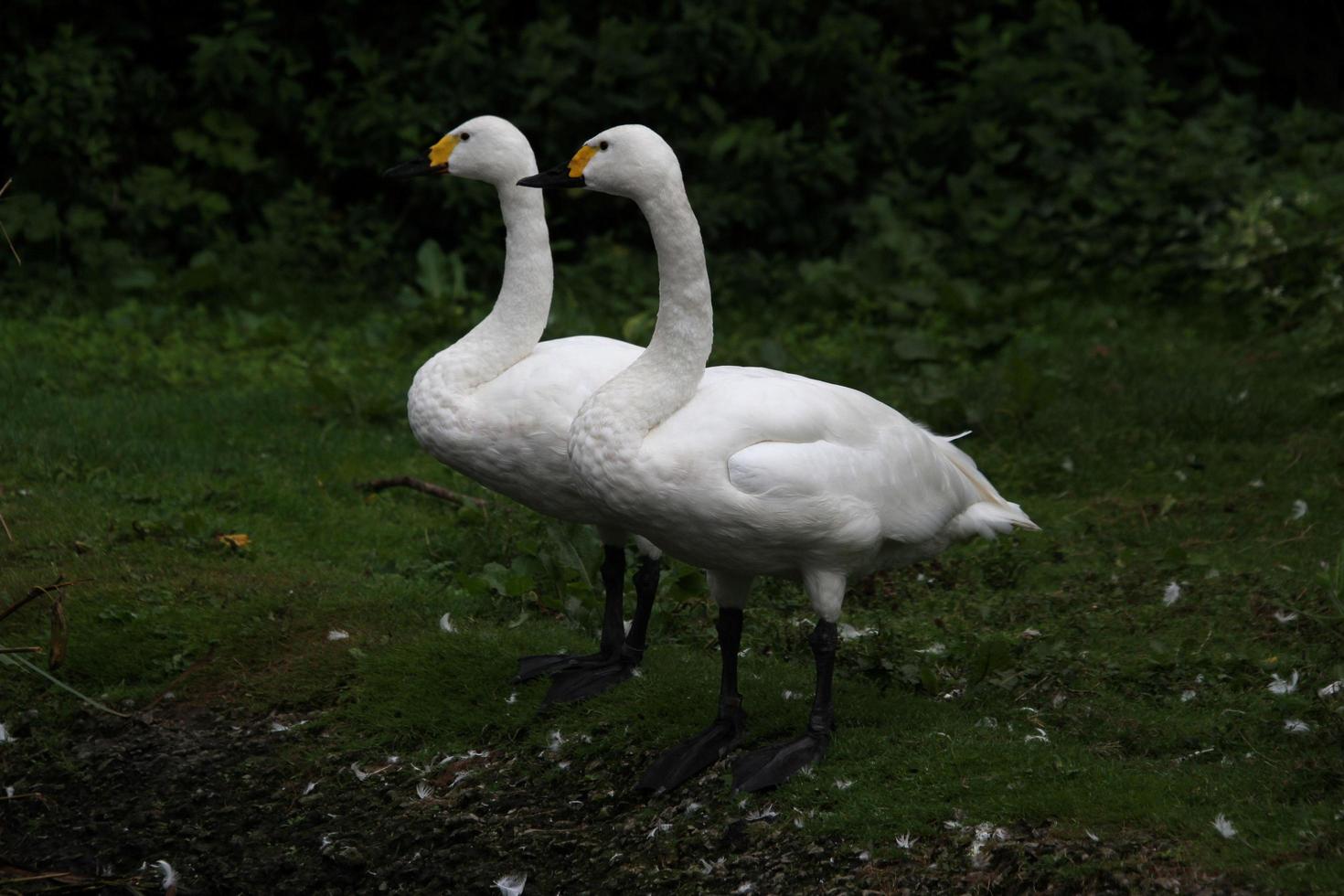 un primo piano di un cigno di Bewick foto