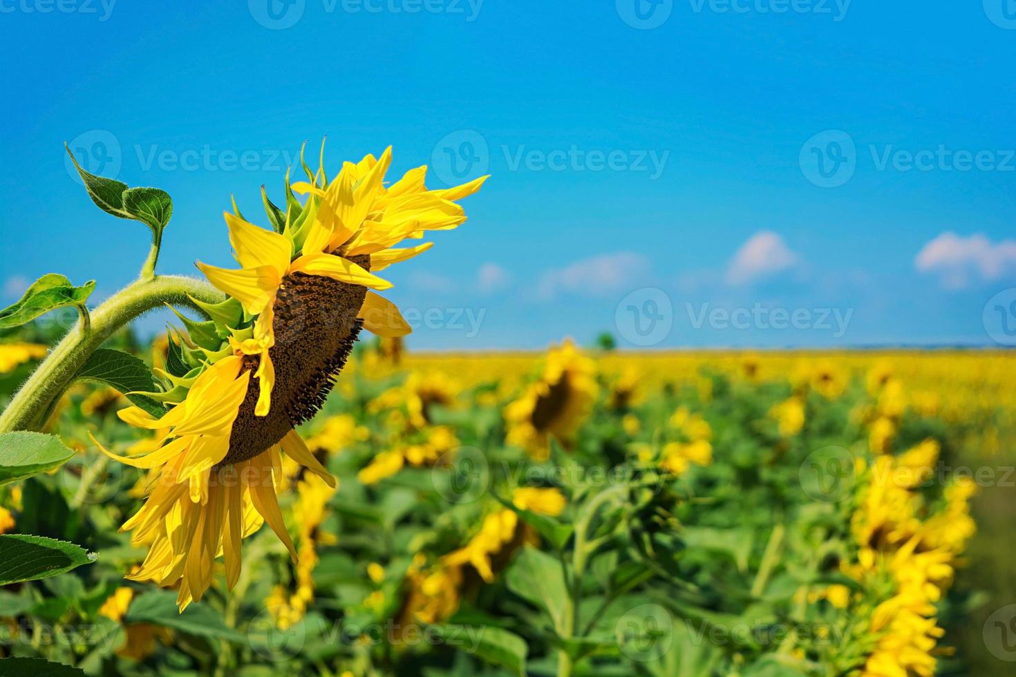 paesaggio estivo. campo di girasoli sotto il cielo blu foto