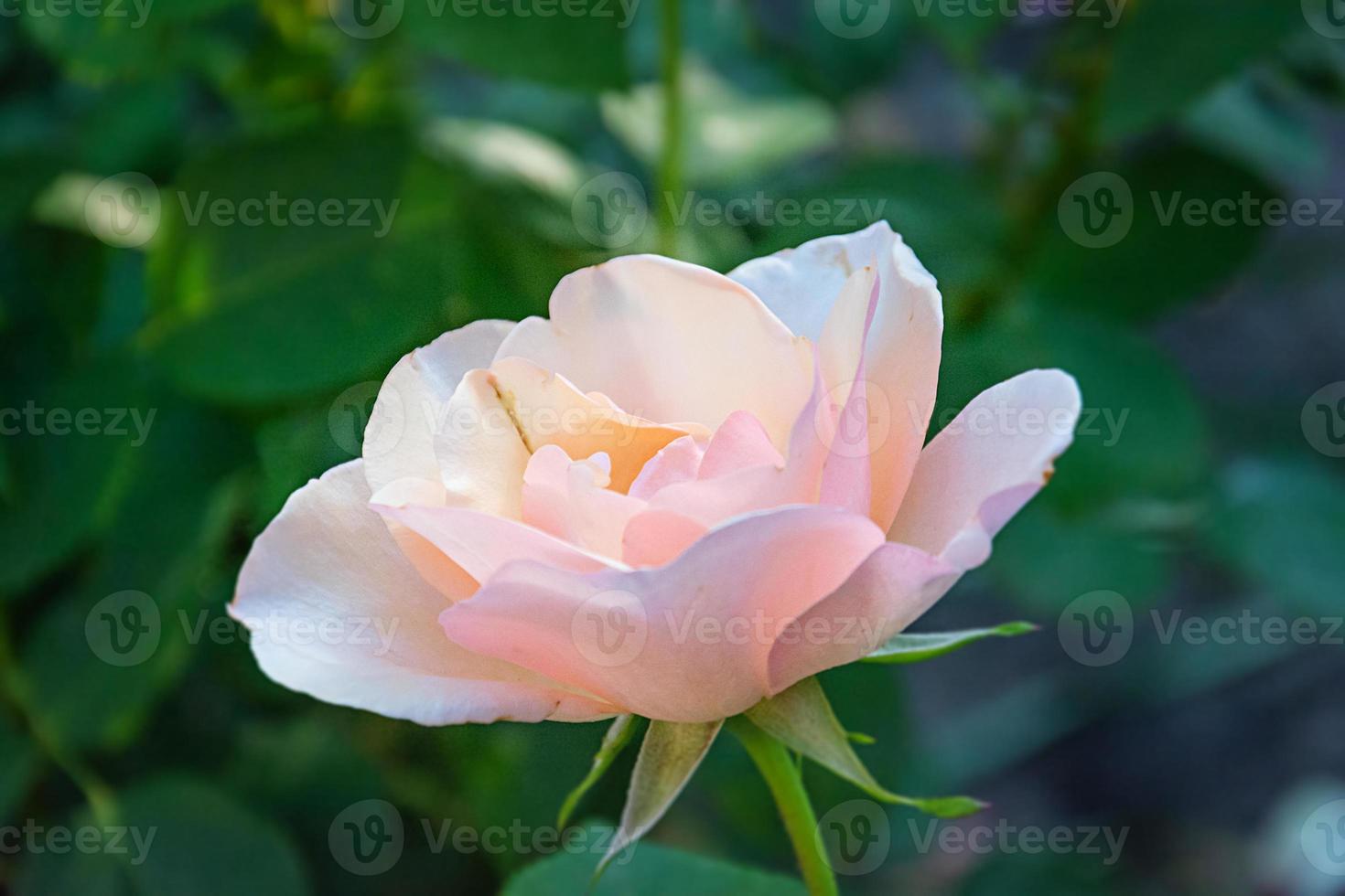 foto di un bellissimo fiore estivo. sfondo di fiori nel giardino estivo.