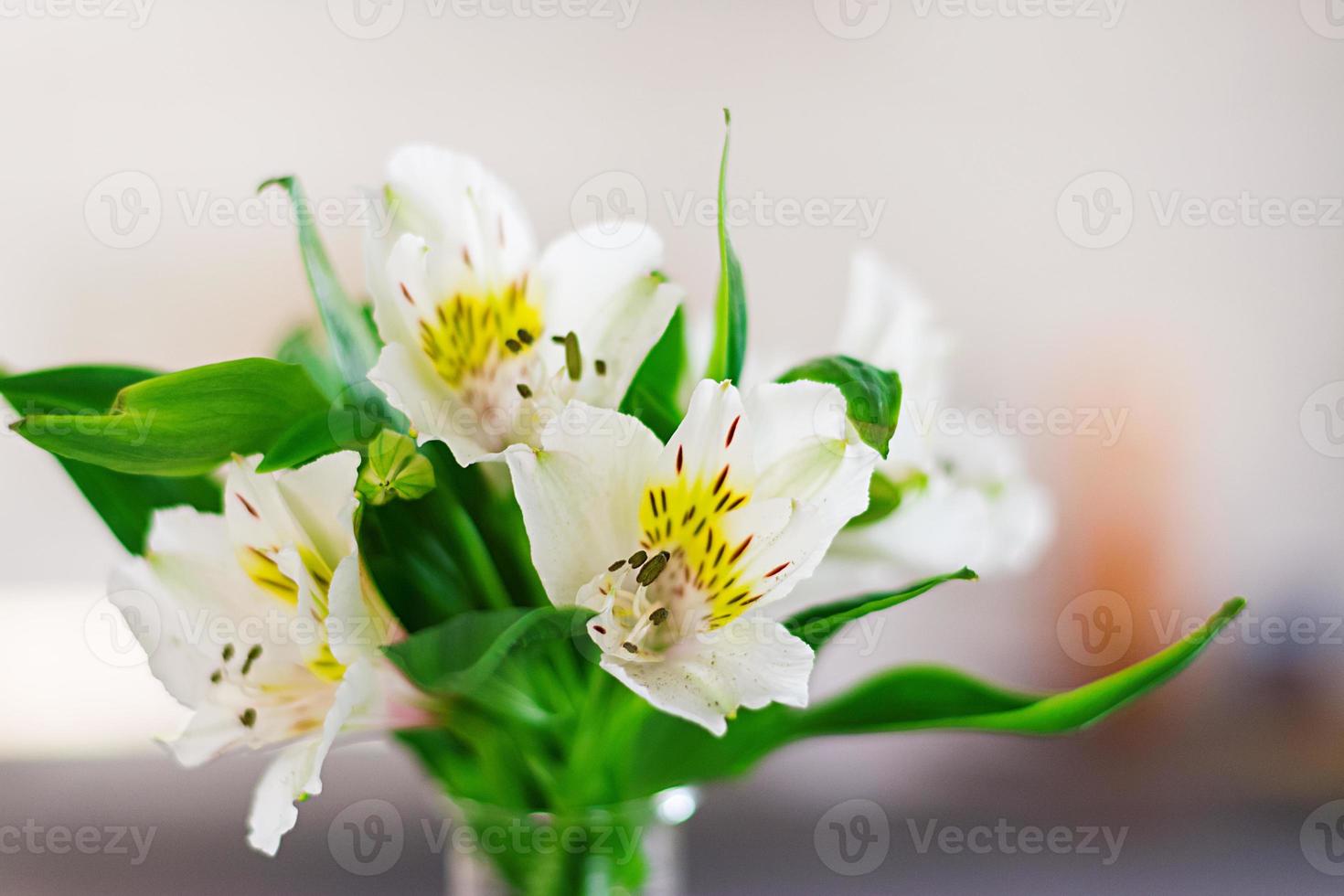 bellissimi fiori primaverili in vasi su sfondo chiaro foto