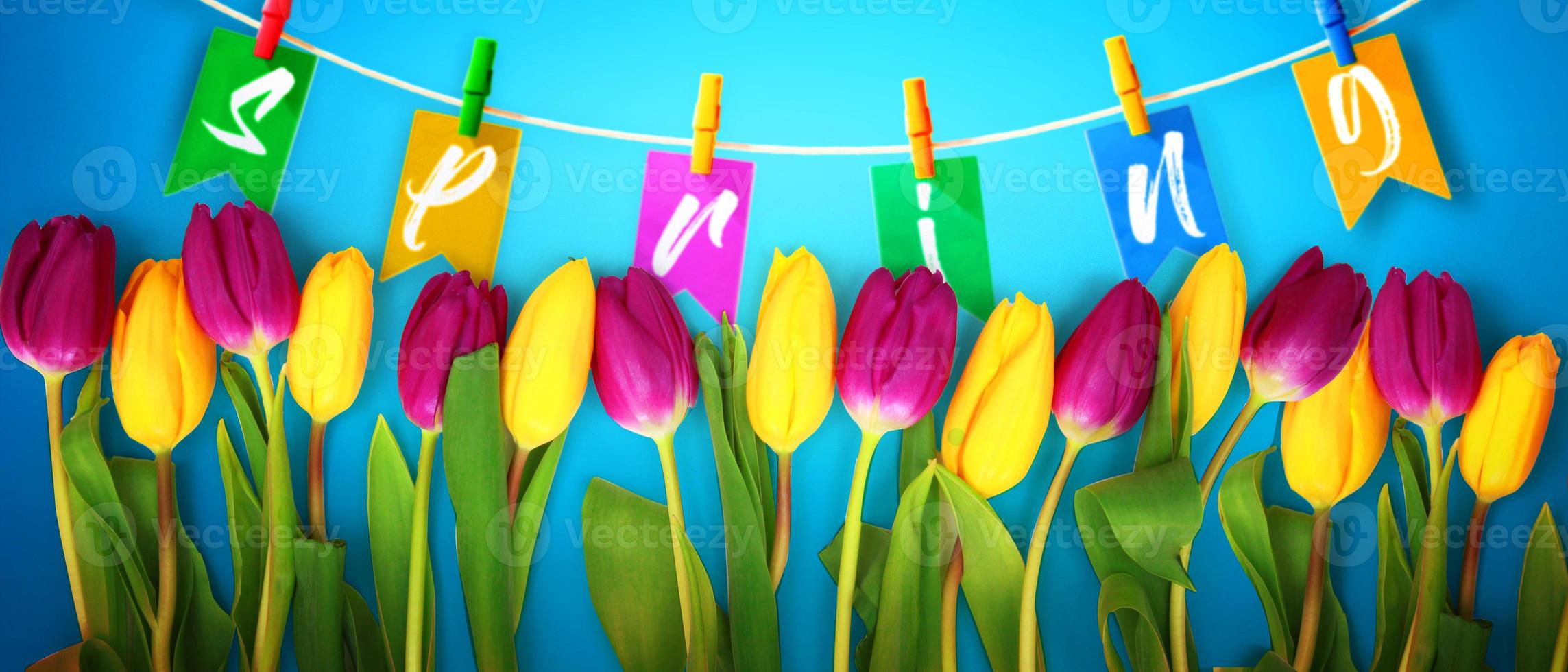 bellissimi tulipani. sfondo della natura primaverile per banner web e card design. foto