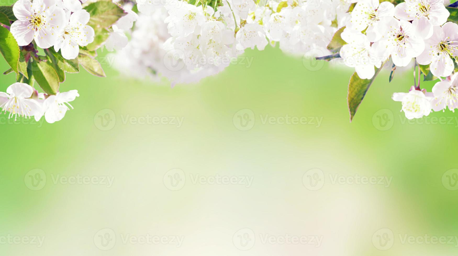 bella vista sulla natura di alberi in fiore primaverili su sfondo sfocato. foto