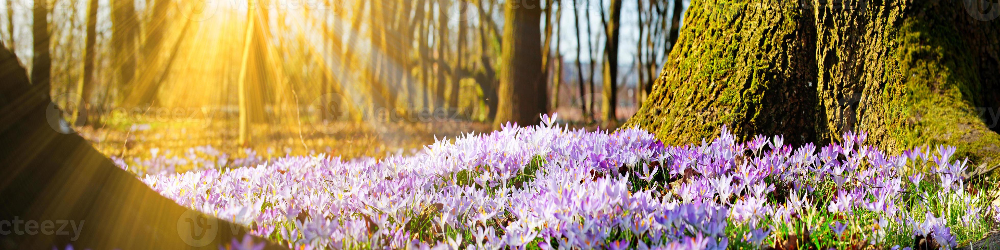 fiori di croco viola in fiore in una messa a fuoco morbida in una soleggiata giornata primaverile foto