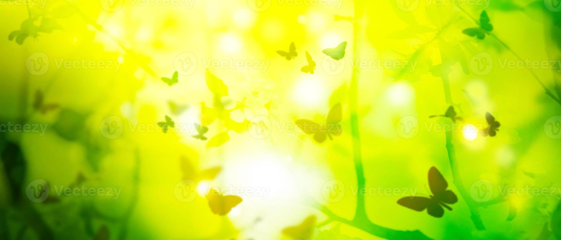 bellissimo ramo di albero in fiore in primavera con farfalla. foto