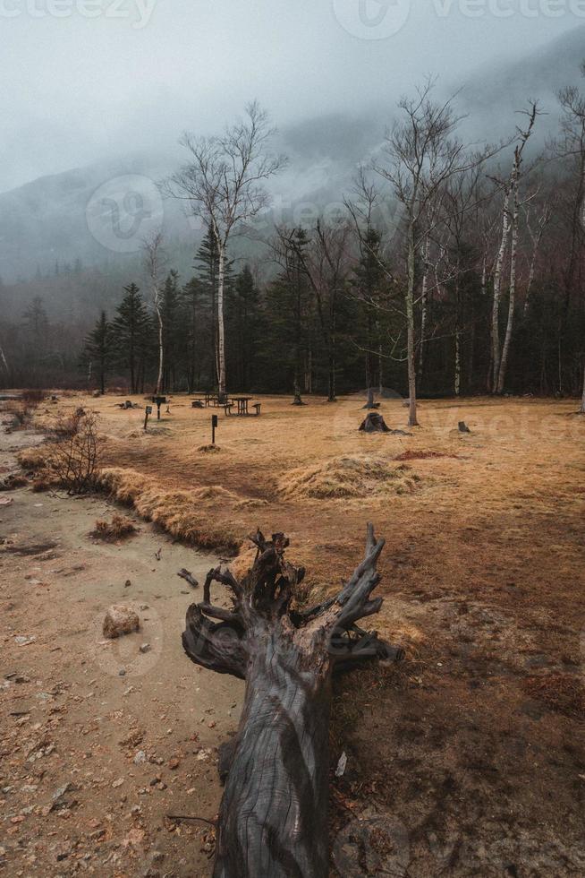 foresta nebbiosa vista dalla riva foto