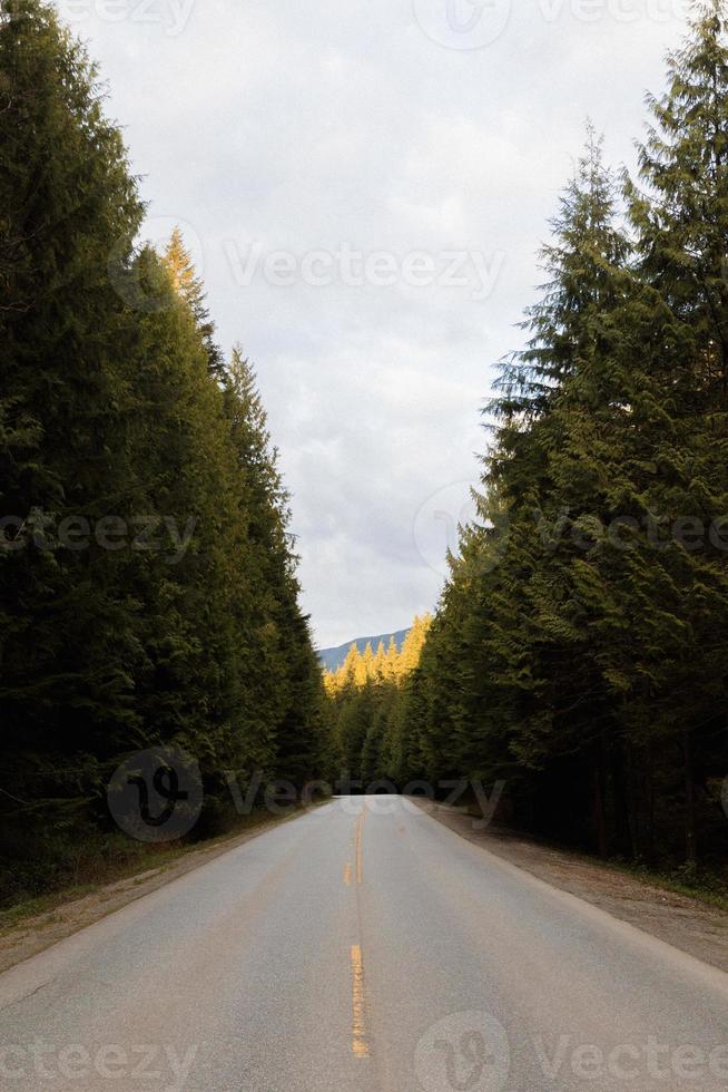 strada attraverso una foresta foto