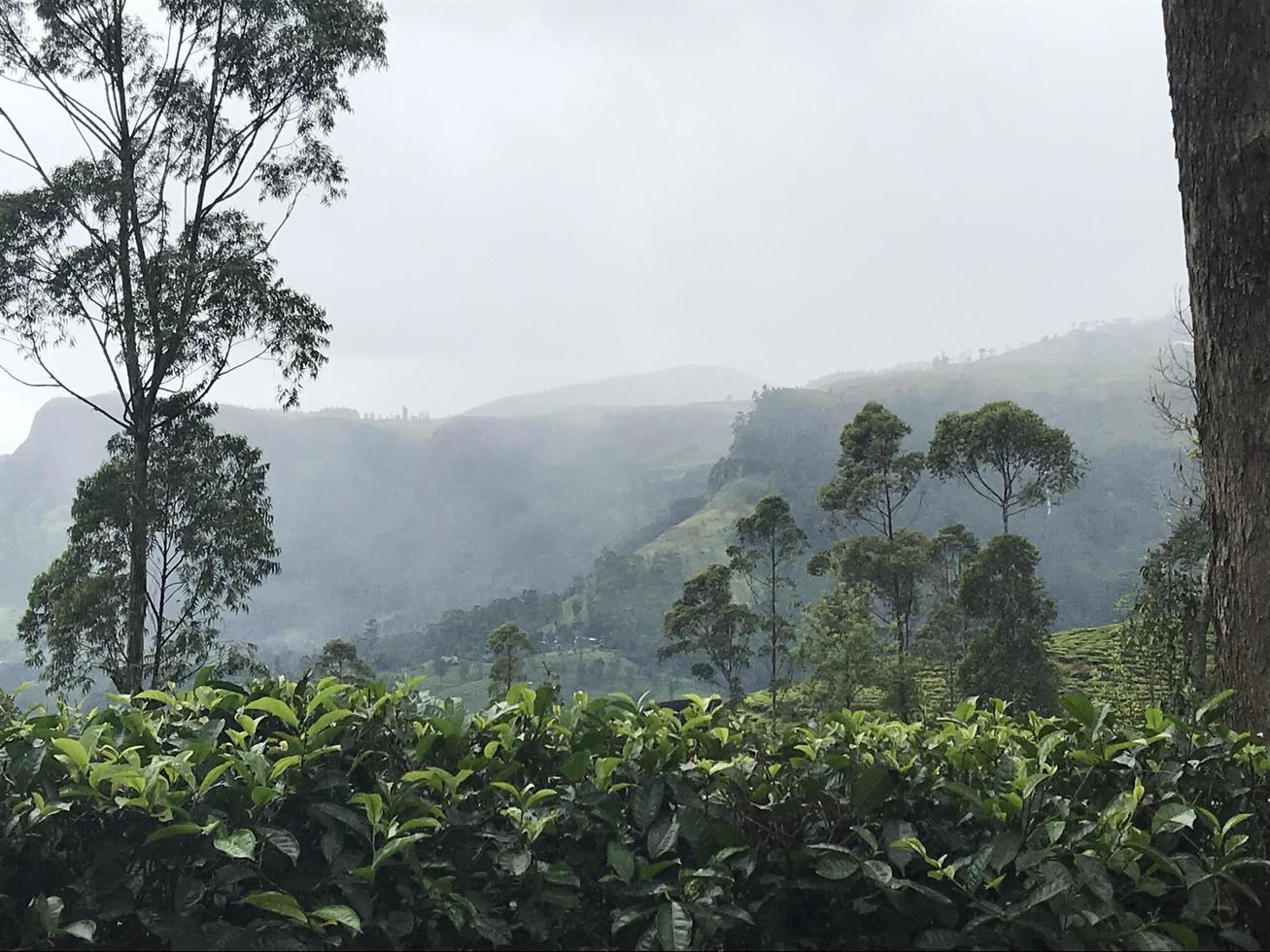 piantagioni di tè in sri lanka foto