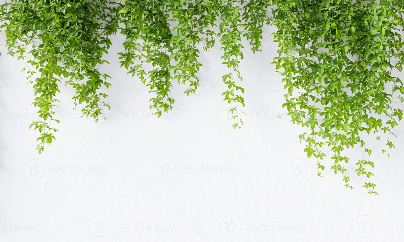 virginia vite rampicante su sfondo bianco muro di cemento con spazio di copia. concetto di carta da parati di piante e natura. rendering di illustrazioni 3d foto