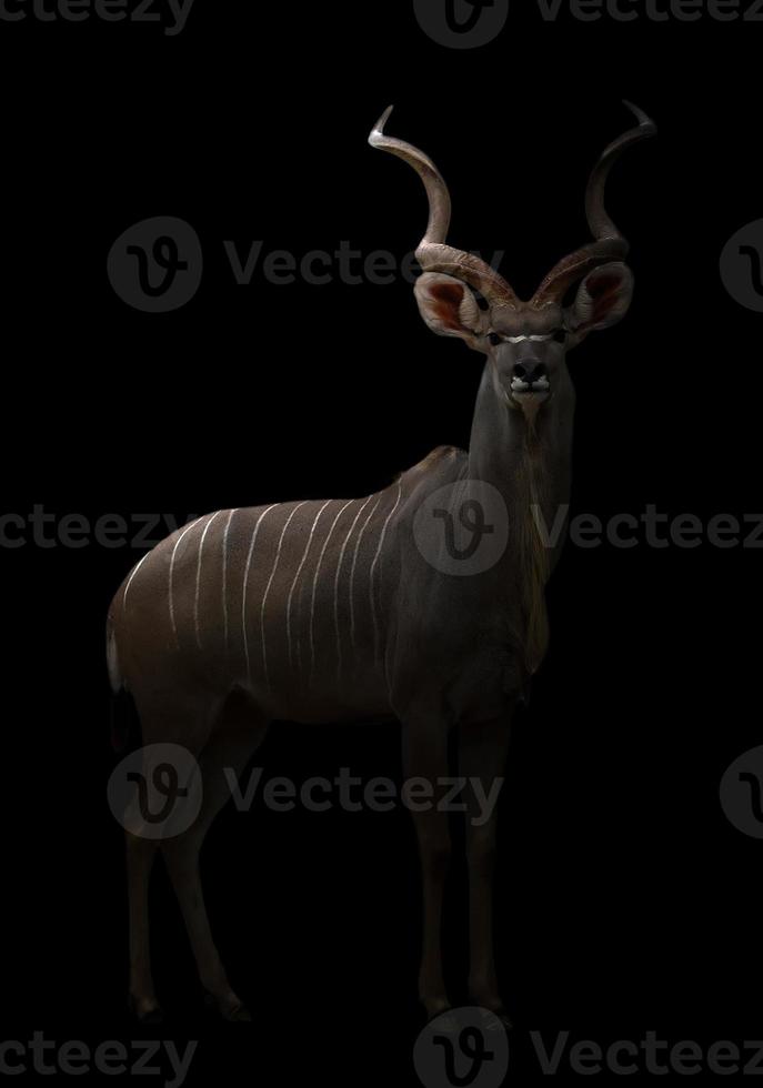 kudu maggiore nell'oscurità foto