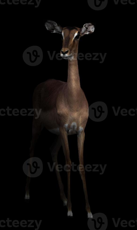 impala nel buio foto