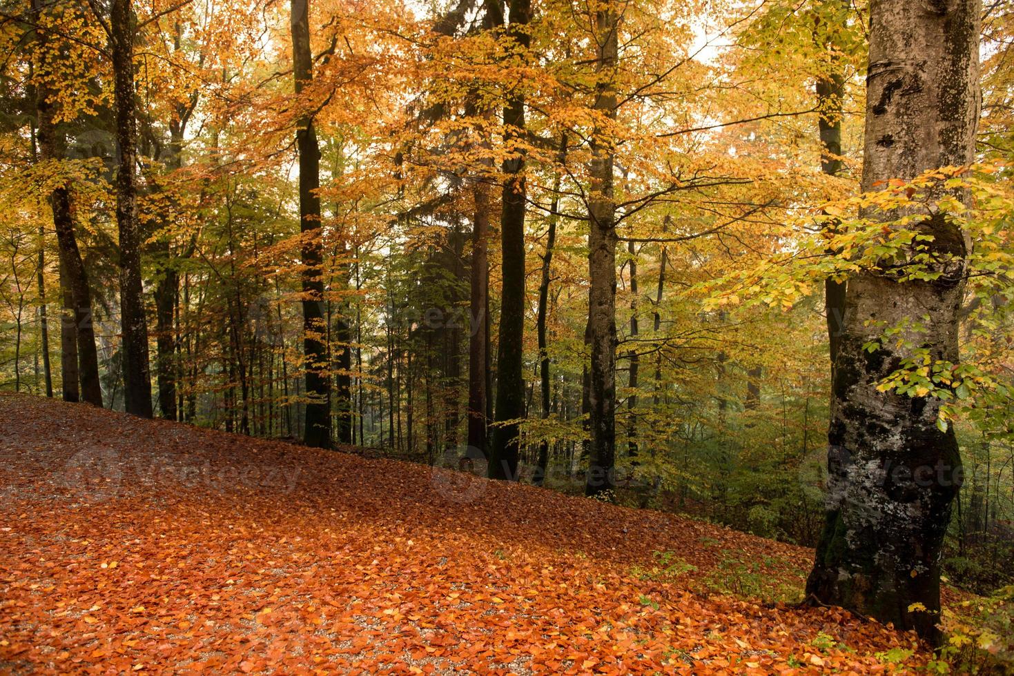 foresta di autunno colorato foto