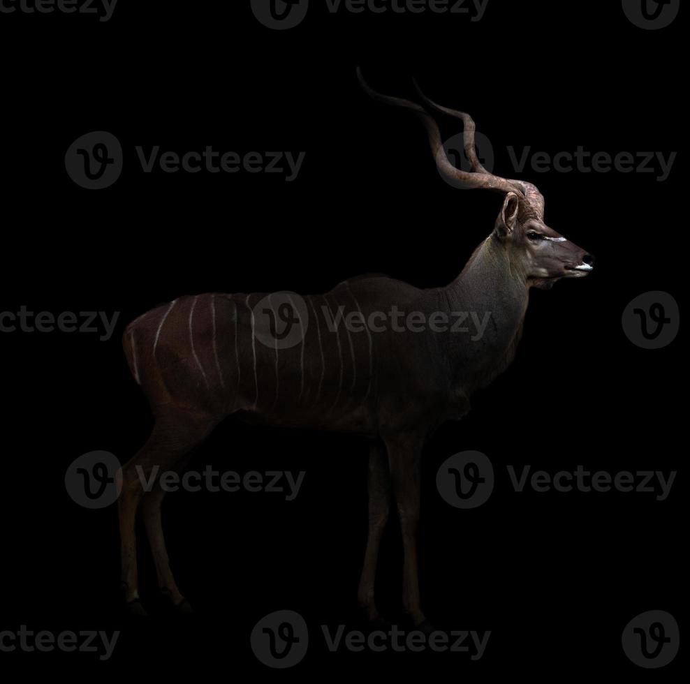 kudu maggiore nell'oscurità foto