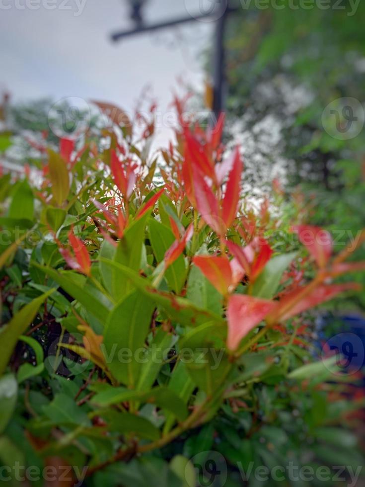 foto di germogli rossi di piante ornamentali