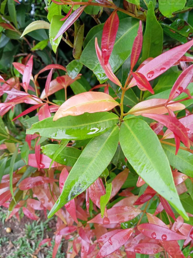 foto di germogli rossi di piante ornamentali