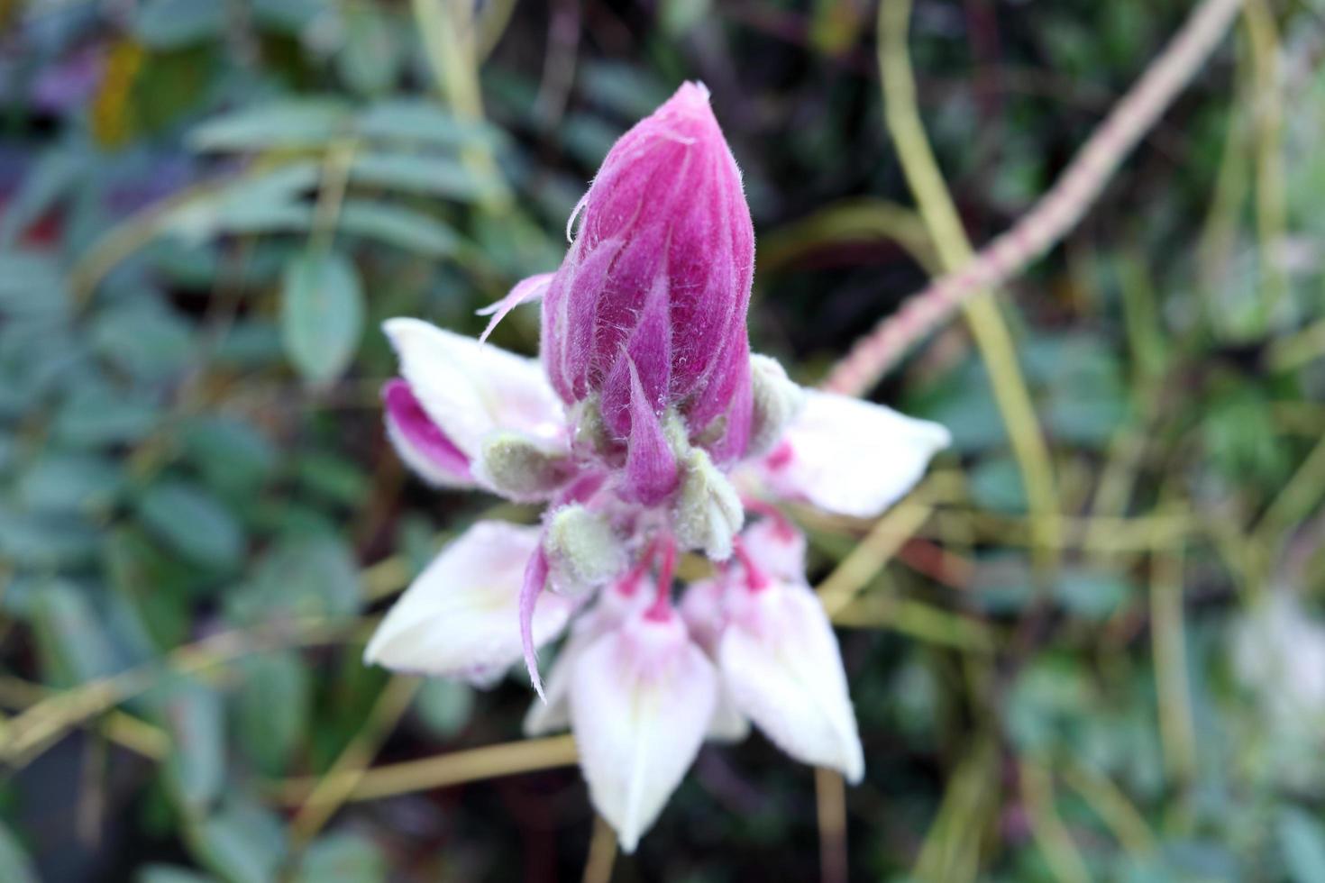 fiori viola chiaro di afgekia sericea, afgekia mahidoliae o afgekia setosa e sfocatura dello sfondo, in Thailandia il nome della chiamata è kan phai o thua paep chang. foto