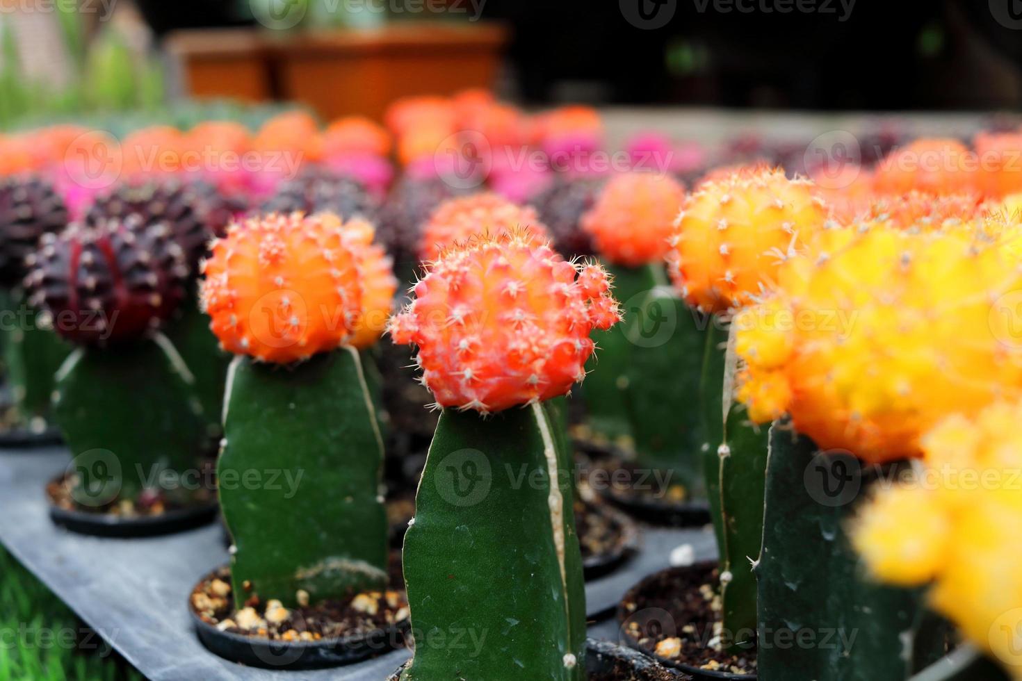 file di cactus gymnocalycium arancione, rosa, viola scuro sono nel piatto della scuola materna. foto