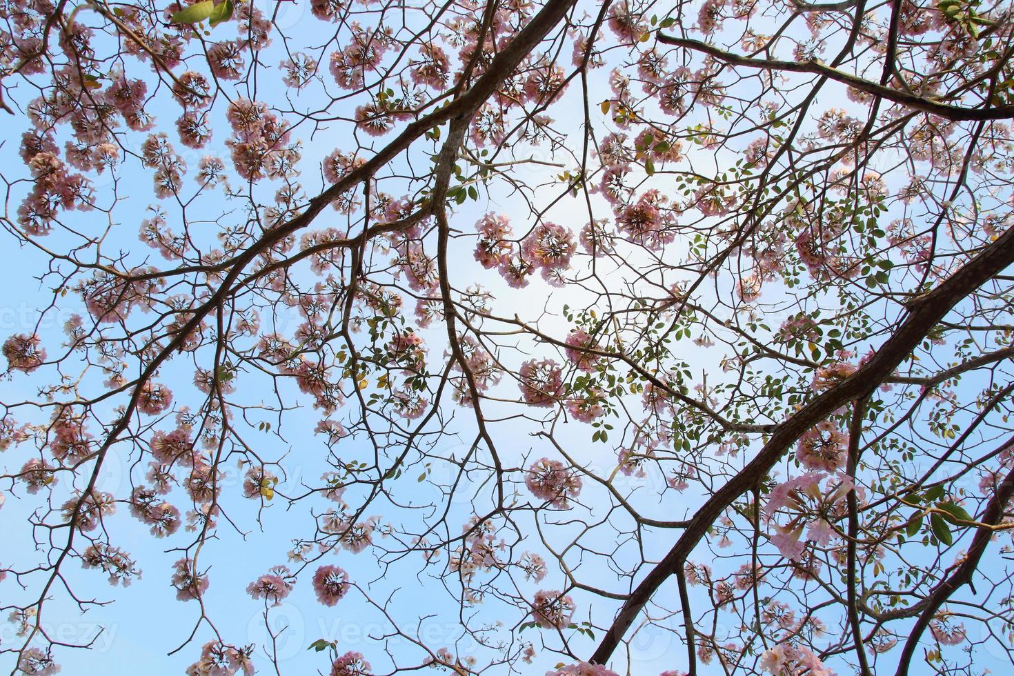 i fiori rosa dell'albero della tromba rosa o della tecoma rosa sono sui rami e sullo sfondo del cielo blu, tailandia. foto