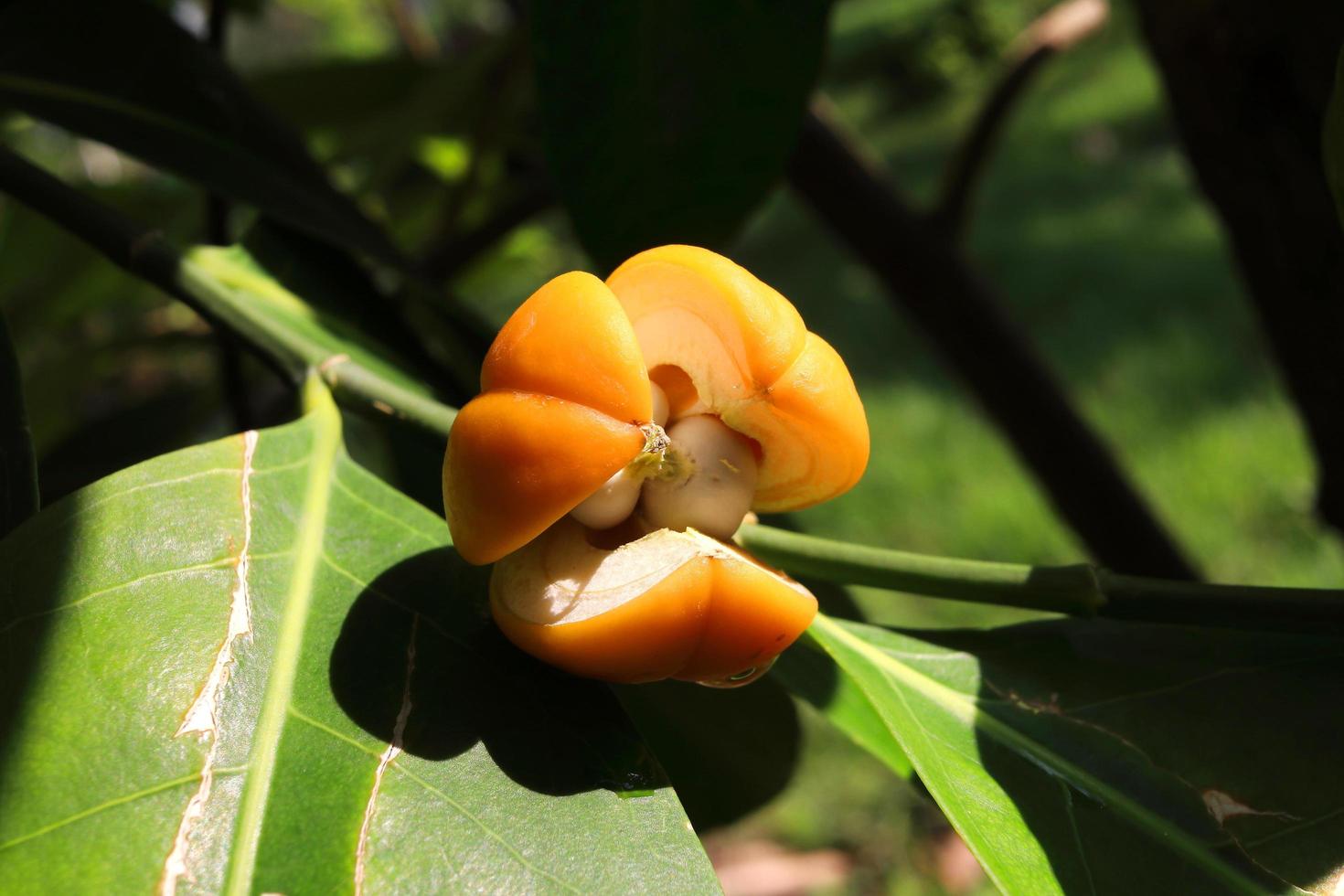 colore giallo scuro frutto di falso tiglio su ramo e frutta crack aperto seme all'interno, tailandia. foto