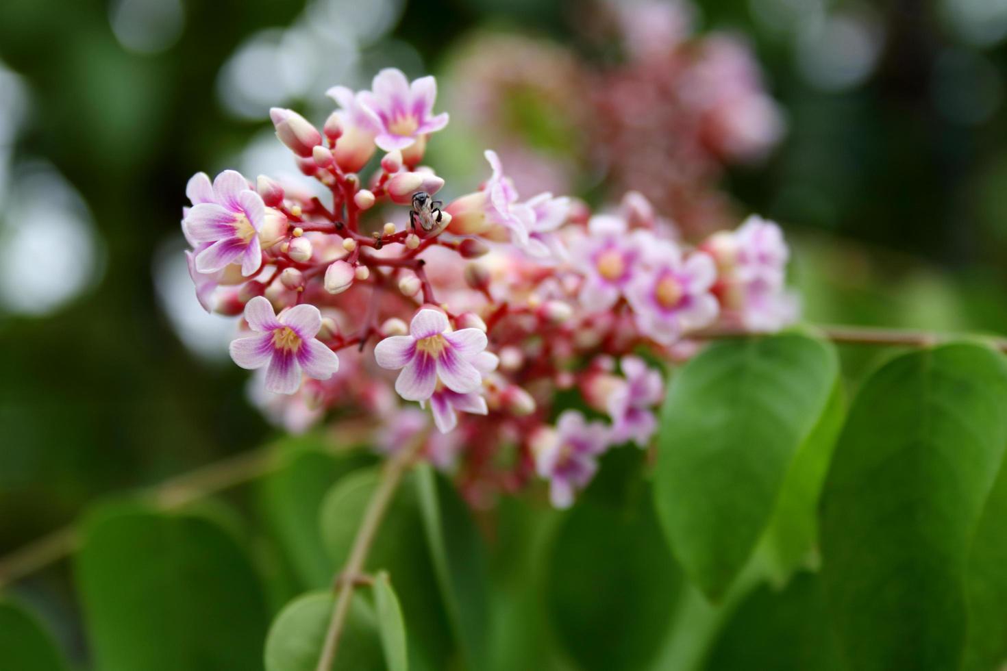 fiori viola rosa di carambola o carambole sul ramo e sfocano lo sfondo delle foglie verdi, un insetto nero che cattura il germoglio, tailandia. foto