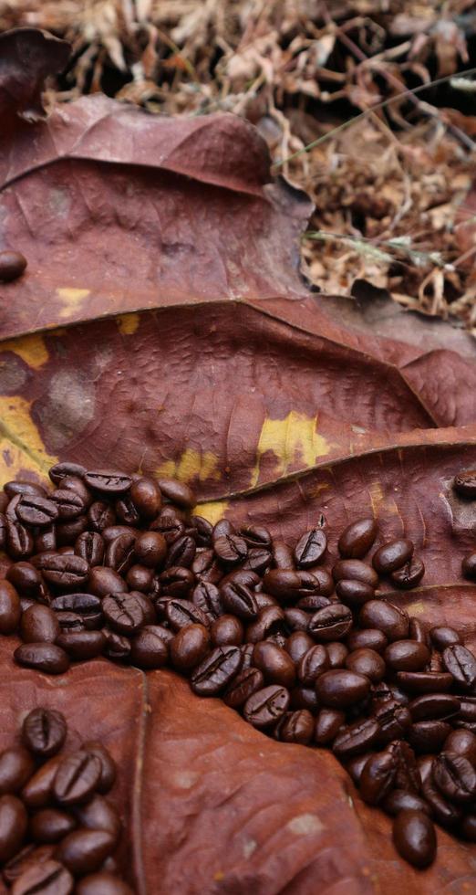 i chicchi di caffè sulle foglie di teak sono secchi, le foglie di teak marrone scuro hanno macchie gialle foto