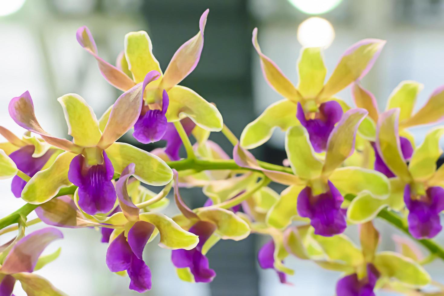 Le orchidaceae sono una famiglia di piante da fiore varia e diffusa, con fiori spesso colorati e spesso profumati. foto