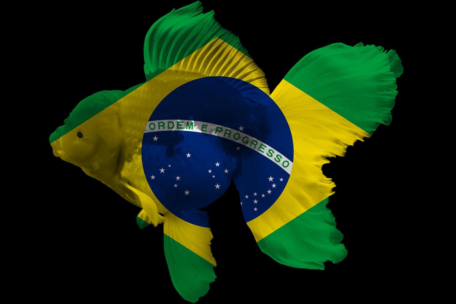 bandiera del brasile sul pesce rosso foto