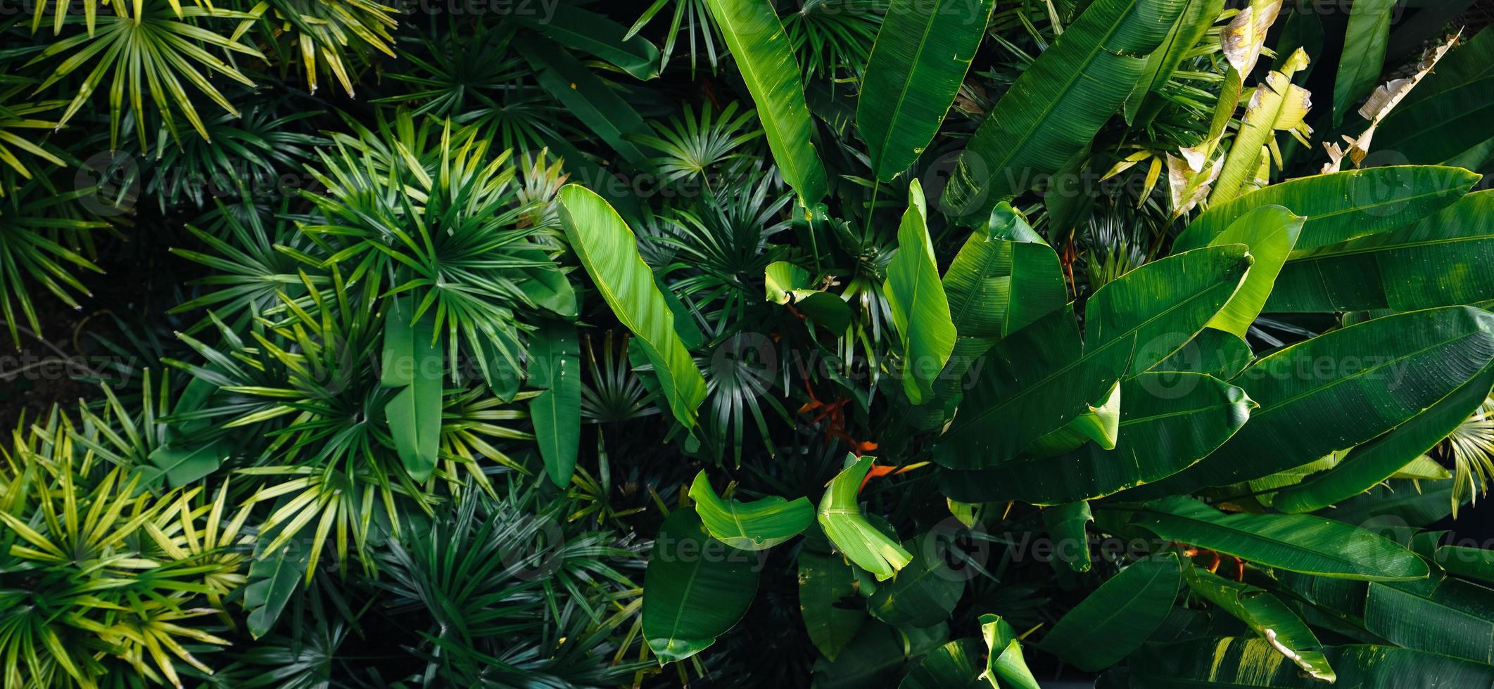 sfondo di alberi e foglie tropicali foto