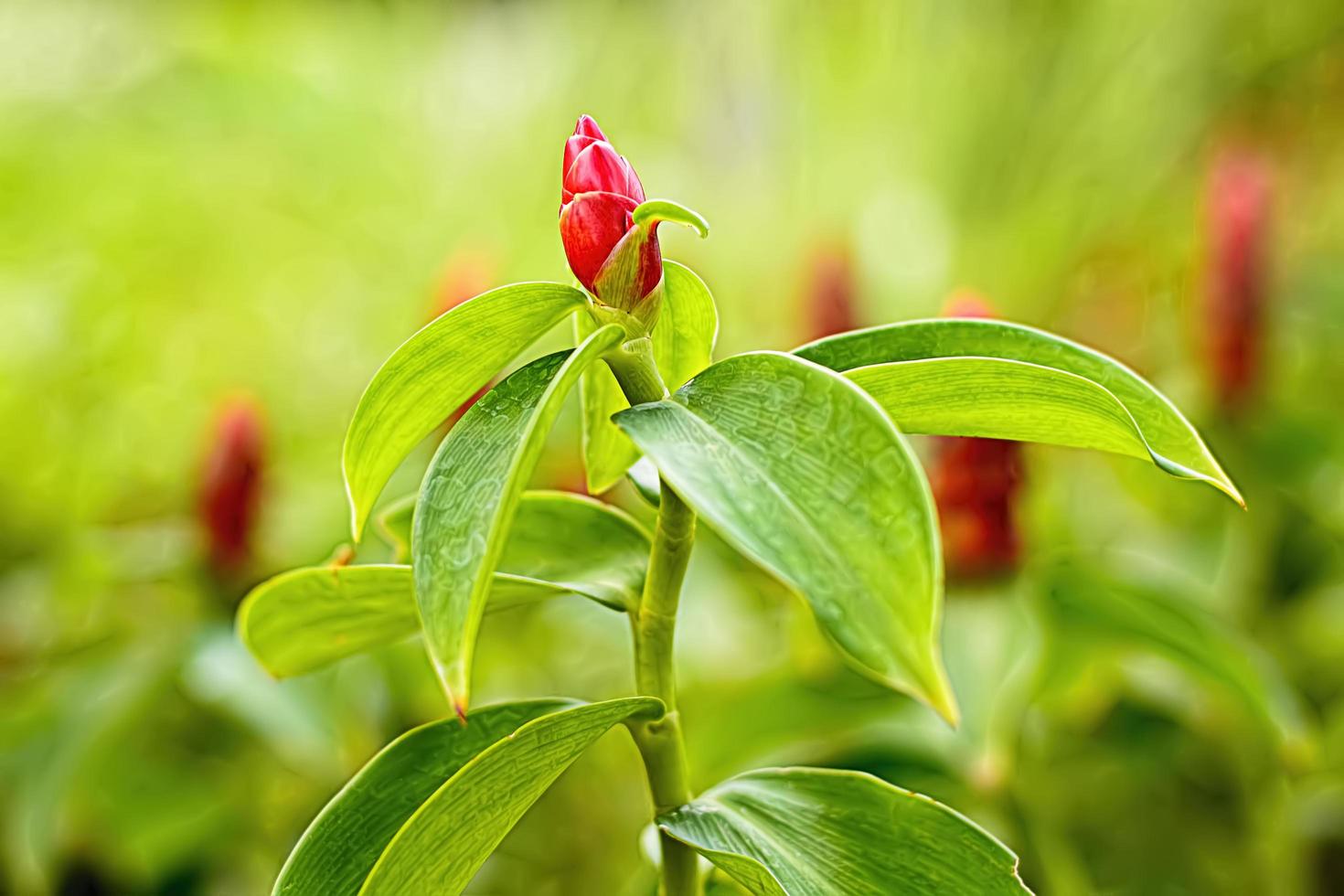 i fiori sono belli e rinfrescanti. è bellissimo foto