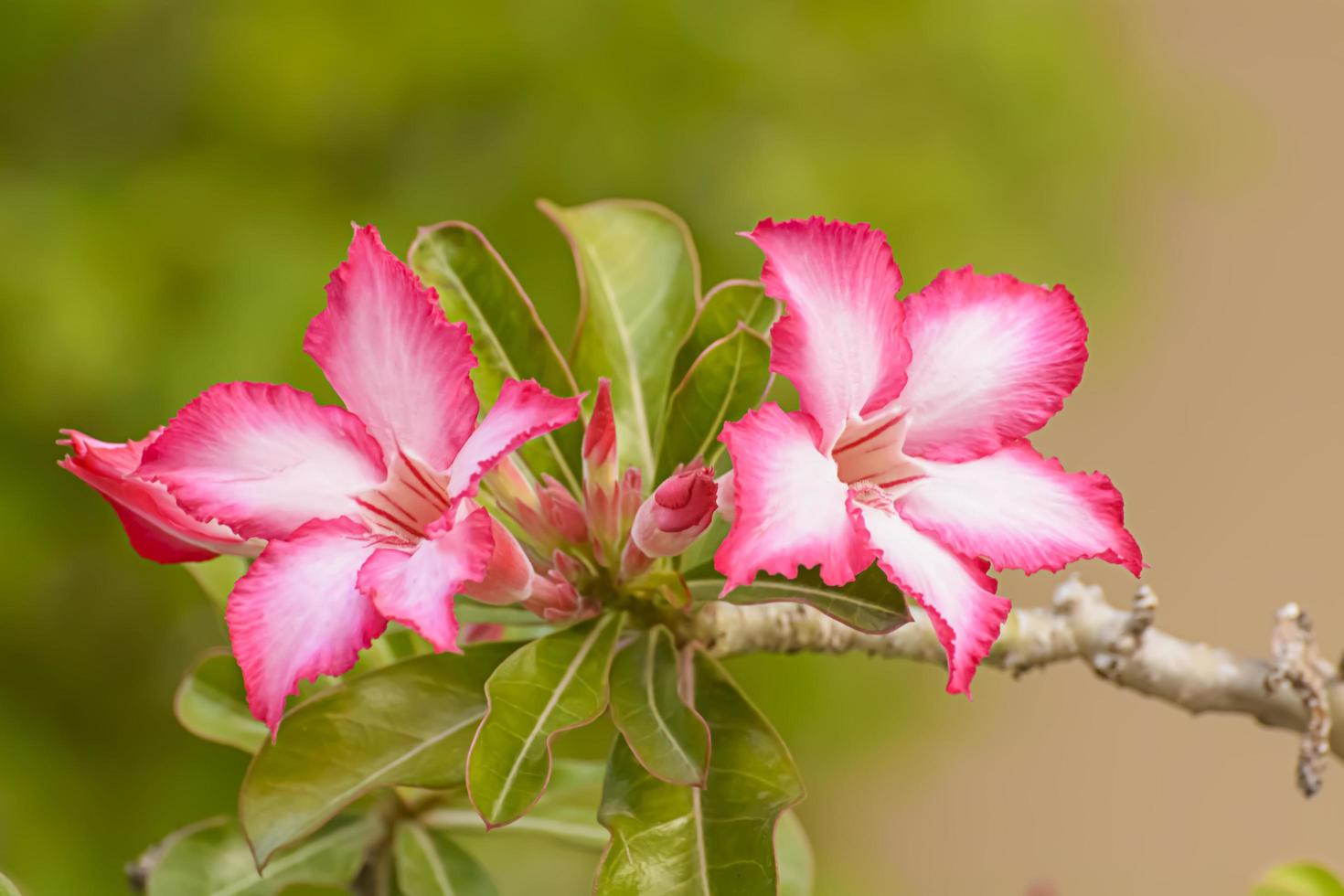 rosa del deserto è un fiori dai colori vivaci. le rose del deserto sono fiori tailandesi. foto