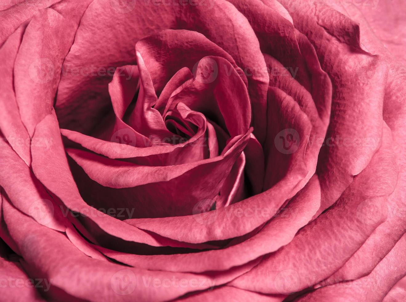 colore dolce della rosa rosa, sfondo floreale naturale di colore romantico foto