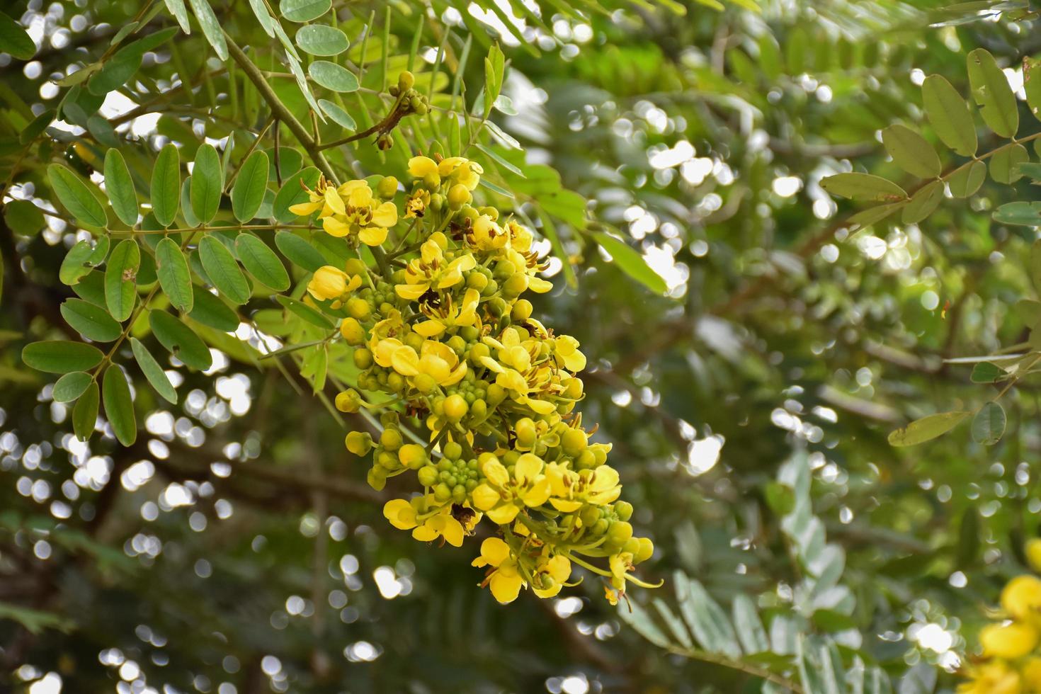 senna siamese, erba naturale per le persone. foto