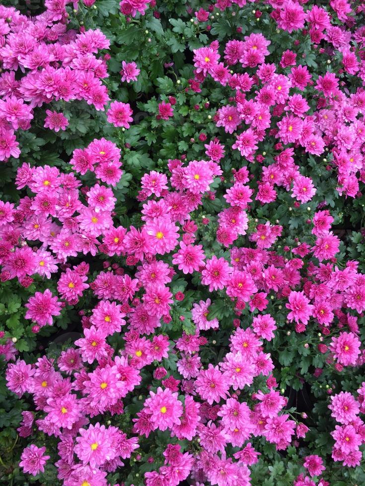 crisantemo rosa indicum linn fiore foto