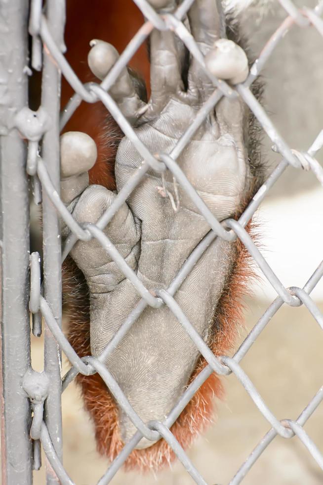 il douc langur si trova in uno zoo foto