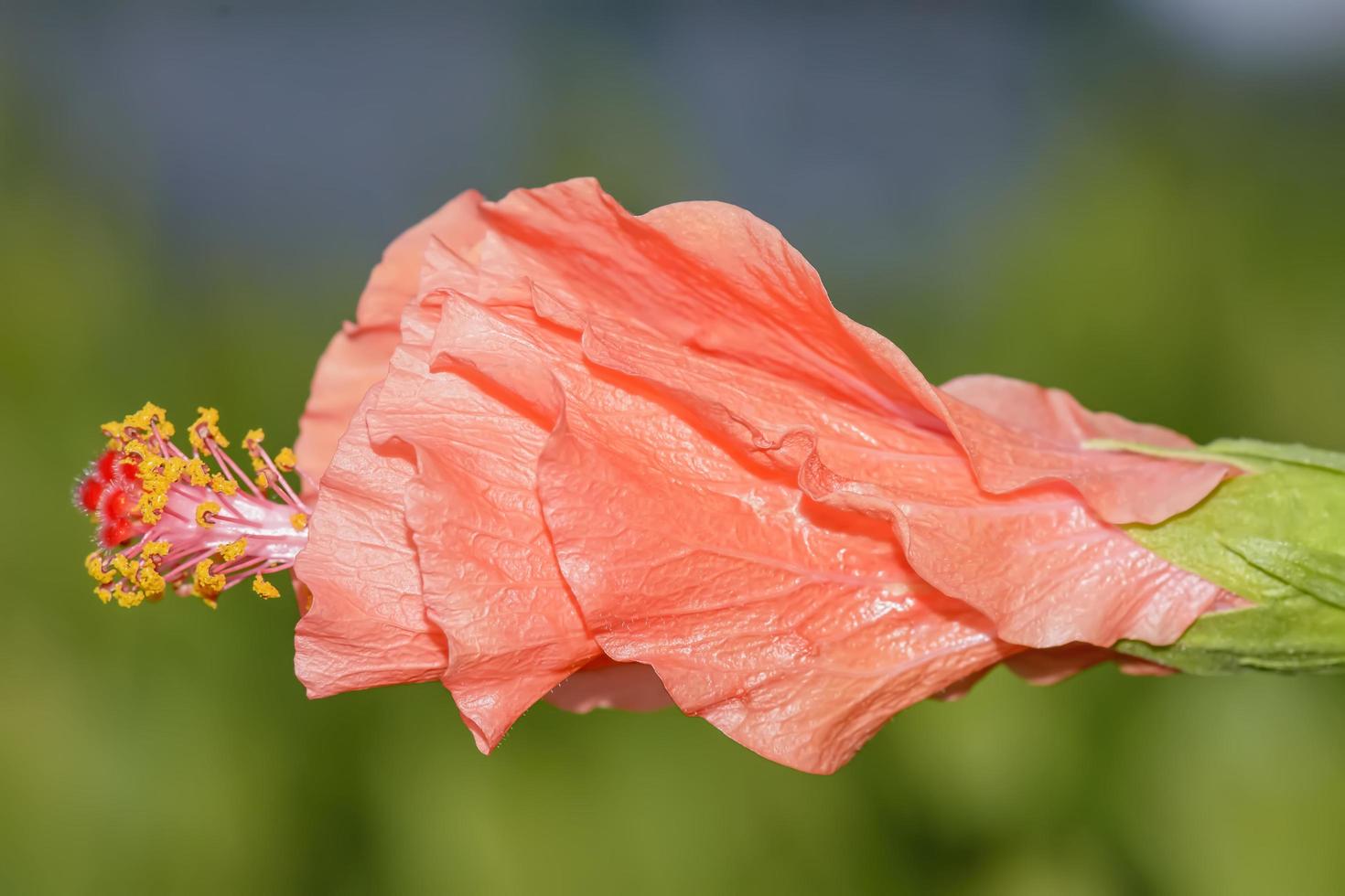 hibiscus è un genere di piante da fiore della famiglia delle malva, malvaceae. foto